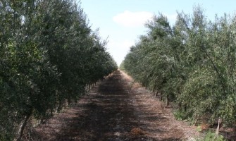גידול זיתי שמן זית ישראלי
